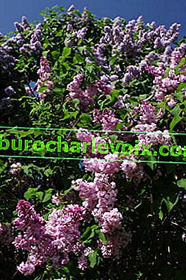 Бузок звичайний (Syringa vulgaris)