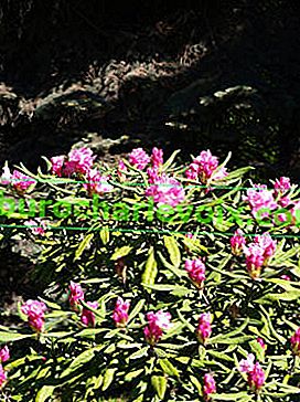 Rhododendron immergrün