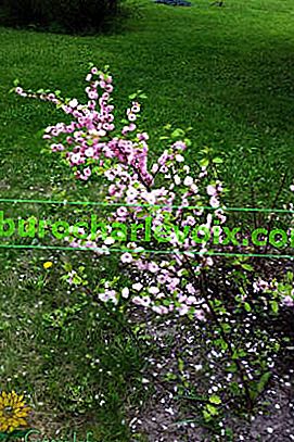 Mandle třílaločné (Prunus triloba)