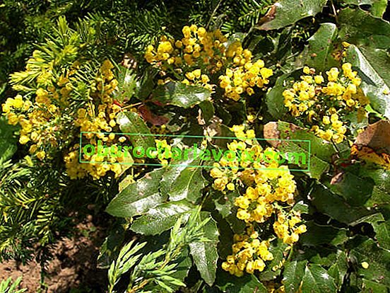 Mahonia aquifolia