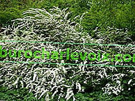 Spirea ostře zoubkovaná (Spiraea x arguta)