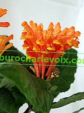Kostarická scutellaria (Scutellaria costaricana)