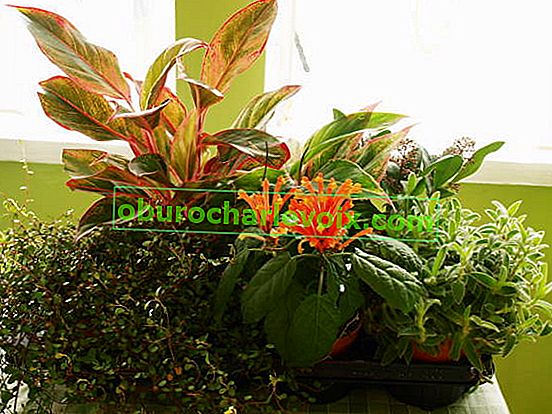 Костариканска скутелария с други растения