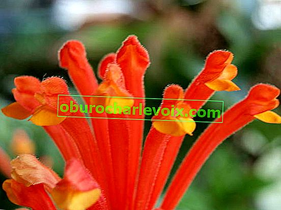 Костариканска скулария (Scutellaria costaricana)