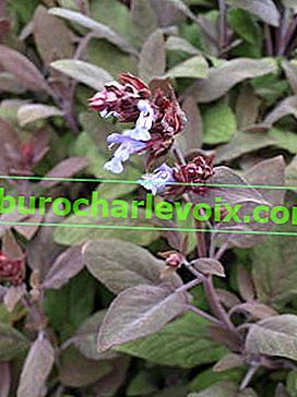 Salvia officinalis Purpurascens