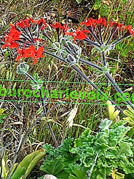 Лъчезарна пеларгония (Pelargonium fulgidum)