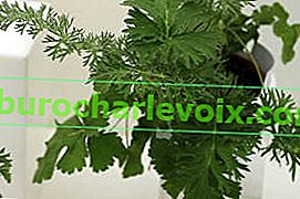Pelargonium bowkeri
