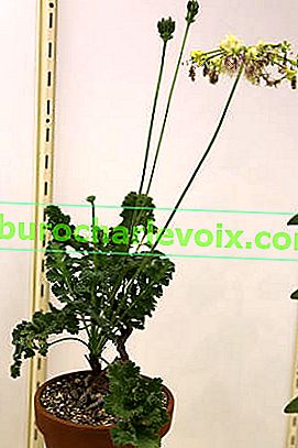 Pelargonium woodii