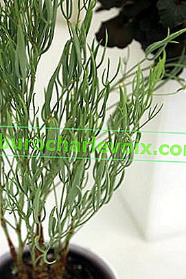 Pelargonium hladký (Pelargonium laevigatum)