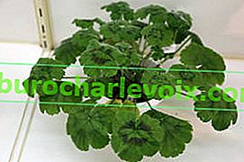 Pelargonium lamellar (Pelargonium tabulare)