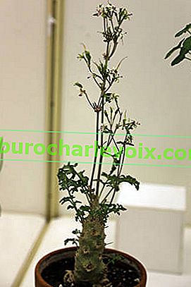 Malokvěté pelargonium (Pelargonium parviflorum)