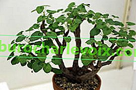 Pelargonium cotyledonis (Pelargonium cotyledonis)
