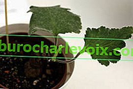 Пеларгония лобуларна (Pelargonium lobatum)