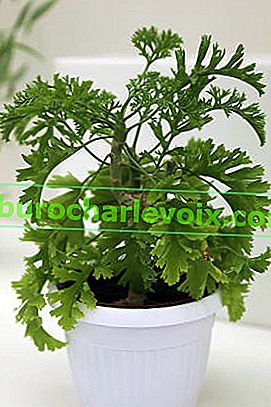 Pelargonium ferulaceum (Pelargonium ferulaceum)