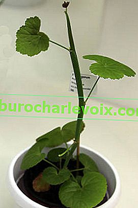 Pelargonium tetragonum (Рelargonium tetragonum)