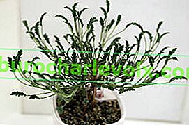 Пеларгония трицветна (Рelargonium tricolor)