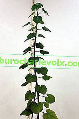 Pelargonium caylae