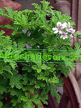 Aromatický Pelargonium (Pelargonium graveolens)