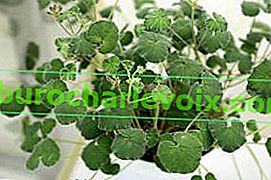 Pelargonium hypoleucum