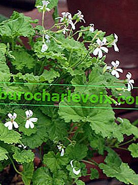 Aromatický Pelargonium (Pelargonium odoratissimum)
