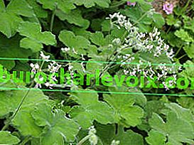 Pelargonium tomentosum (Pelargonium tomentosum)