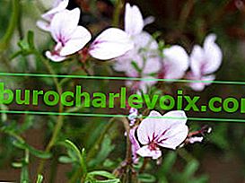 Pelargonium s dlouhými stopkami (Pelargonium longicaule var. Longicaule)
