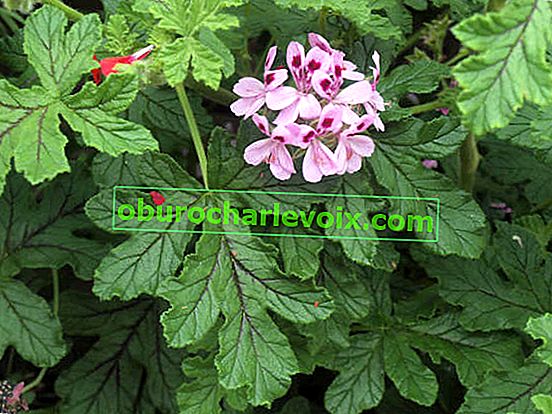 Pelargonium hrastov list (Pelargonium quercifolium)