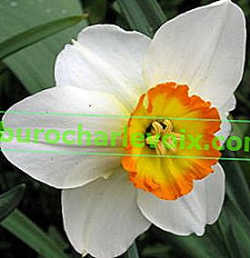 Narcissus Barrett Browning u vrhuncu cvatnje
