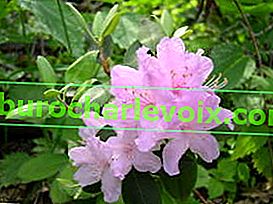 Malý rododendron (Rhododendron minus)