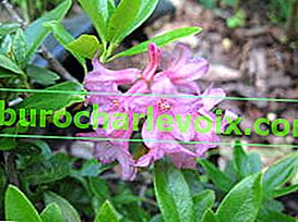 Rhododendron rezavý (Rhododendron ferrugineum)