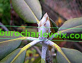 Дегрон Рододендрон (Rhododendron degronianum)