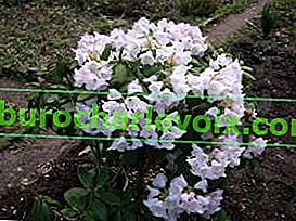 Tlustovlasý rododendron (Rhododendron pachytrichum)