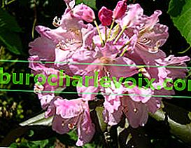 Degron Rhododendron (Rhododendron degronianum)
