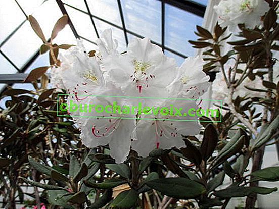Rhododendron Degron Yakushiman (Rhododendron degronianum ssp. Yakushimanum)