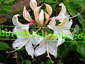 Западен рододендрон (Rhododendron occidentale)