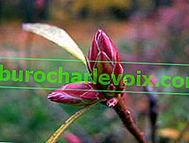 Западен рододендрон (Rhododendron occidentale)