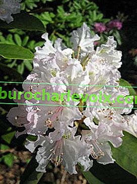 Kavkazský rododendron (Rhododendron caucasicum)