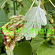 Червено-жлъчна листна въшка върху листа от червено френско грозде