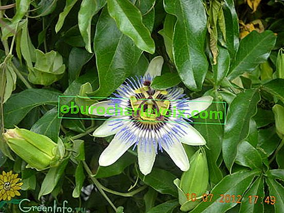 Mučenka modrá (Passiflora caerulea).  Fotografie z fóra GreenInfo.ru