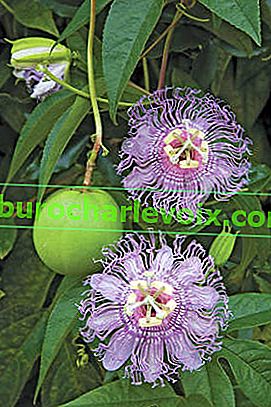 Червен пасифлора (Passiflora incarnata)