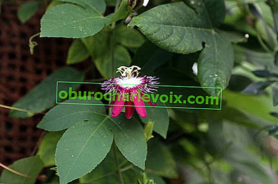 Пасифлора (Passiflora coccinea x incarnata)