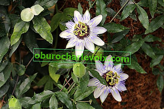 Пасифлора синьо (Passiflora caerulea)