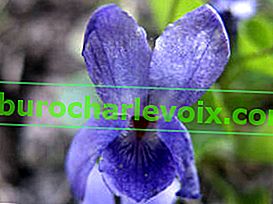 Duftendes violettes Wunderblau
