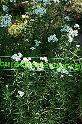 Бял равнец (Achillea ptarmicifolia)