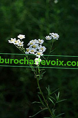 Бял равнец (Achillea ptarmicifolia)