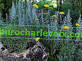 Civanperçemi meadowsweet (Achillea filipendulina)