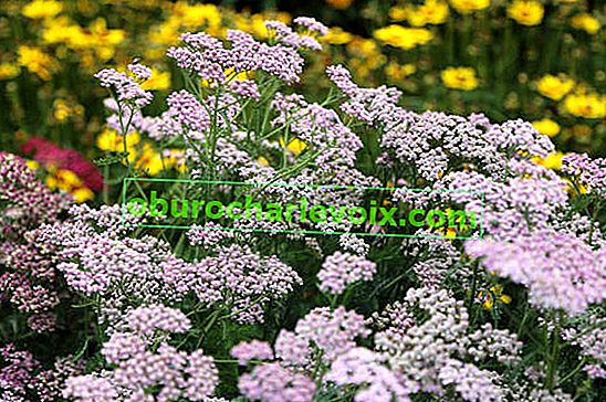 Řebříček obecný (Achillea millefolium), letní akvarely, promíchejte