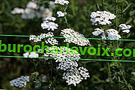 Бял равнец (Achillea millefolium), див