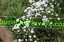 Yarrow ptarmica (Achillea ptarmica)