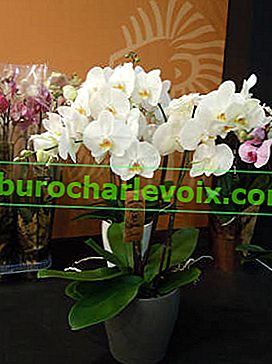 Phalaenopsis (Phalaenopsis)